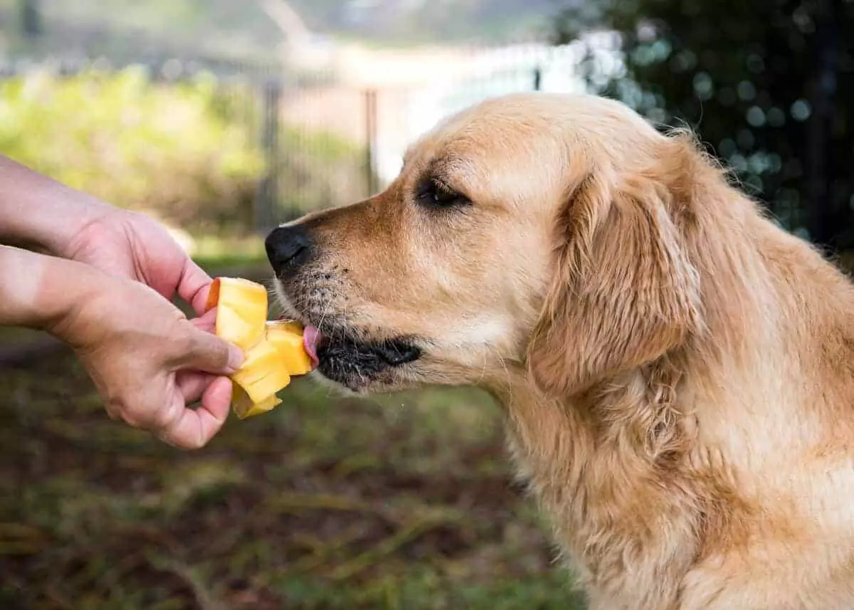 As mangas são boas para os cães? Quais são os benefícios de dar mangas aos cães?