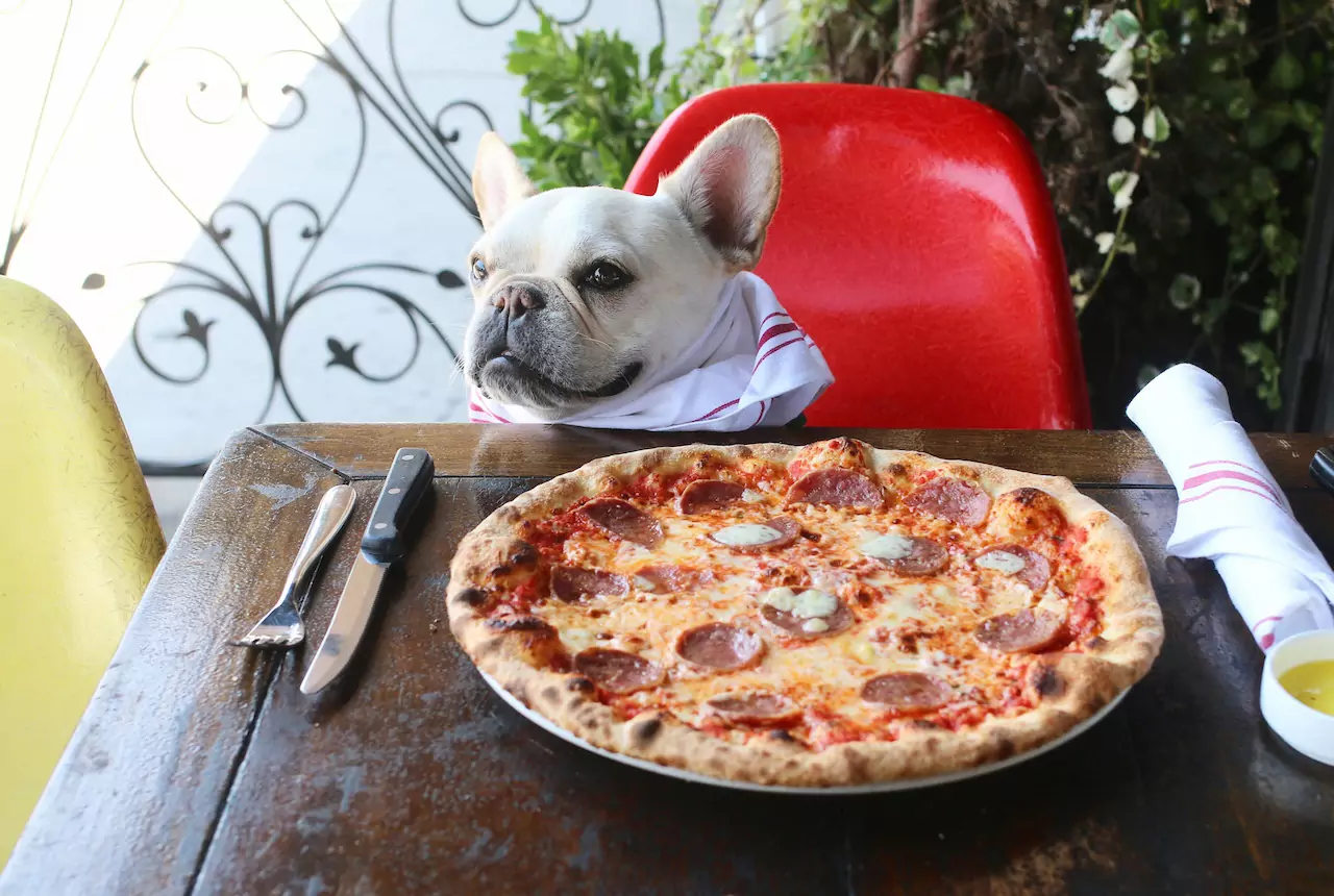 Os cães podem comer pizza? Nossos ingredientes para pizza são prejudiciais aos cães?