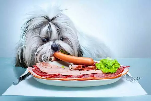 Os cães podem comer bacon cru? O bacon é ruim para os cães?