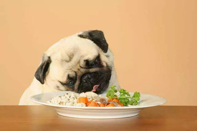 Os cães podem comer arroz? Os cães podem comer arroz regularmente?