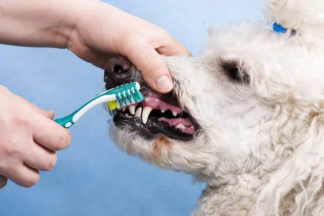 Com que freqüência você deve escovar os dentes de seu cão?