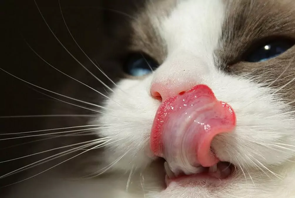 Por que a língua do gato é áspera?