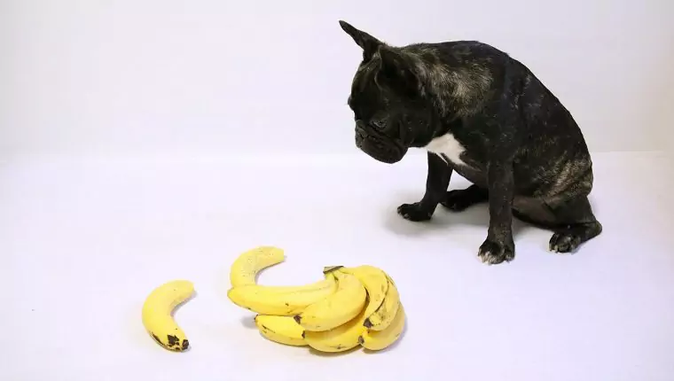 As bananas são boas para os cães? Por que os cães podem comer bananas?