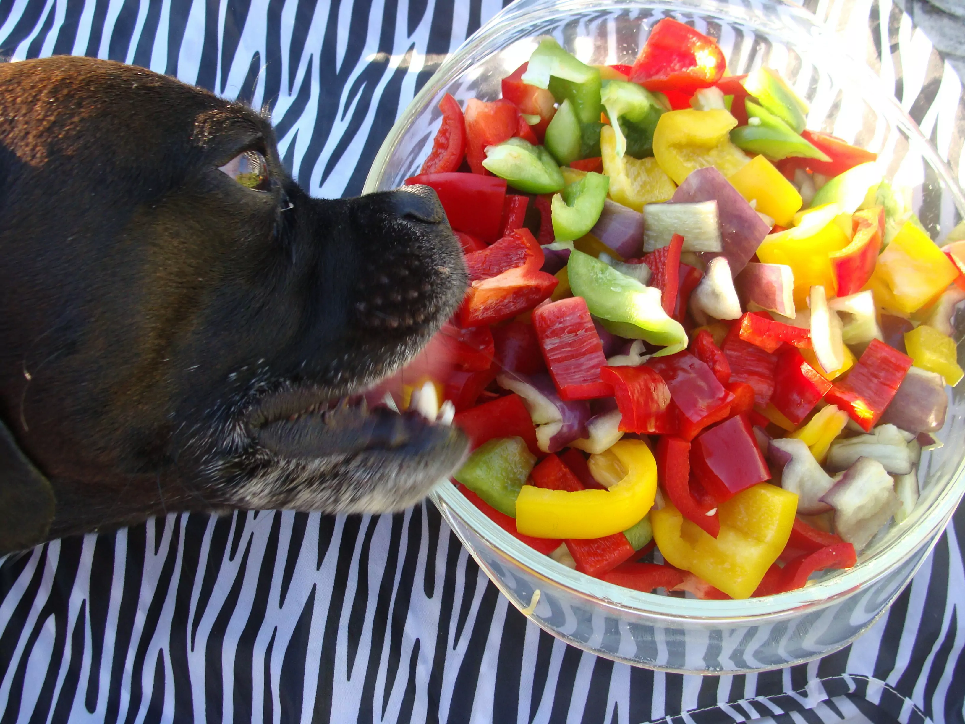 Os cães podem comer pimentas?