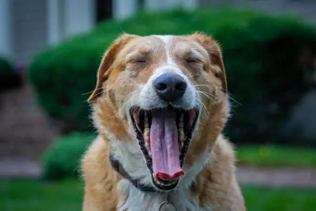 Por que os cães bocejam? Como ajudar um cão que boceja o tempo todo?