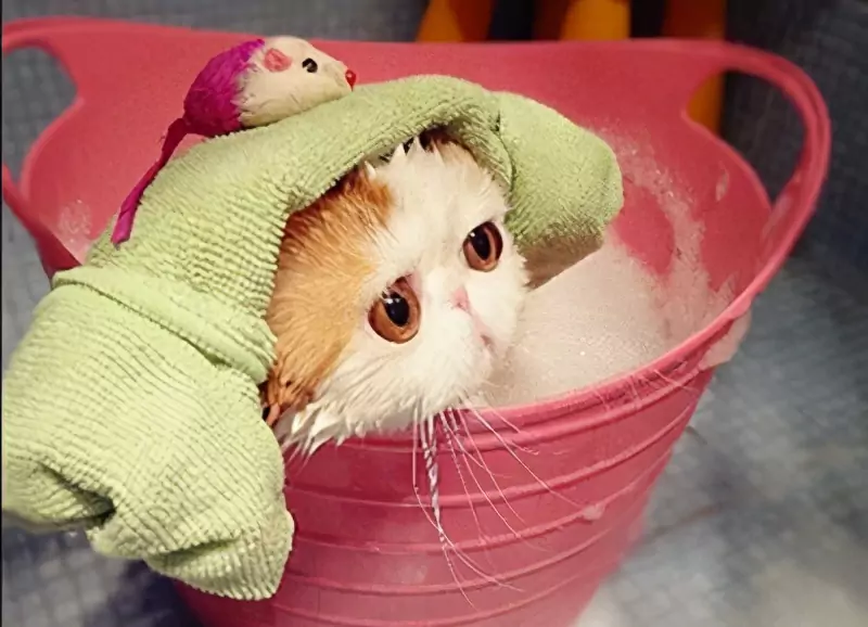 Como dar banho a um gato? Os benefícios e desvantagens de dar banho a gatos