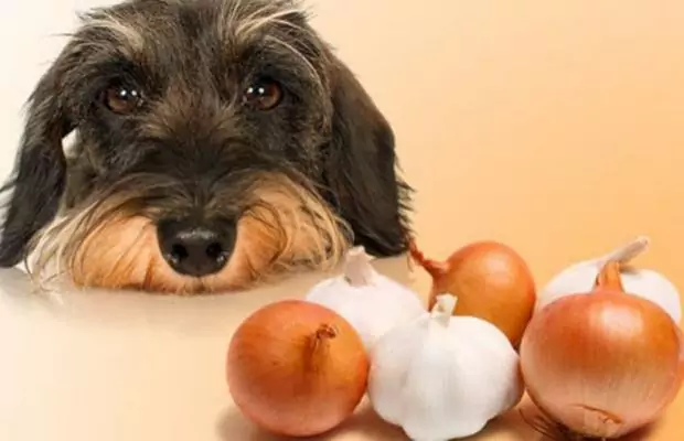 Os cães podem comer garlic？How para preparar o alho para seu dog？