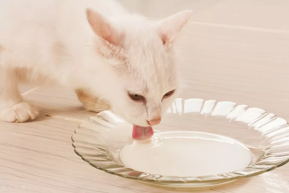 Que alimentos humanos os gatos podem comer? Alimentos que são bons para gatos?