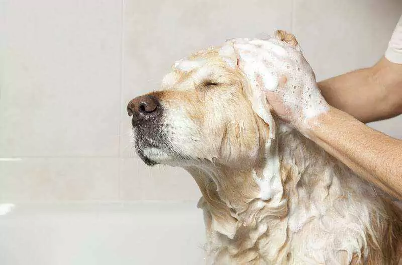 Com que freqüência devo lavar meu cão? Ter um cachorro sugere dar-lhe um banho em casa