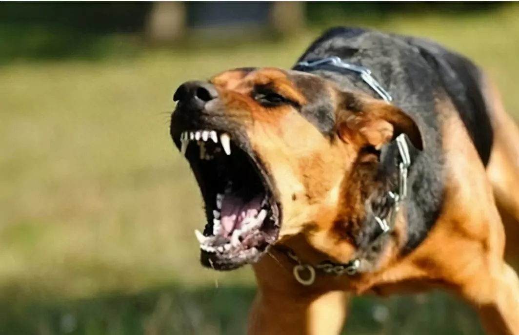 Como evitar mordidas de cães? Como treinar seu cão para que ele pare de morder?