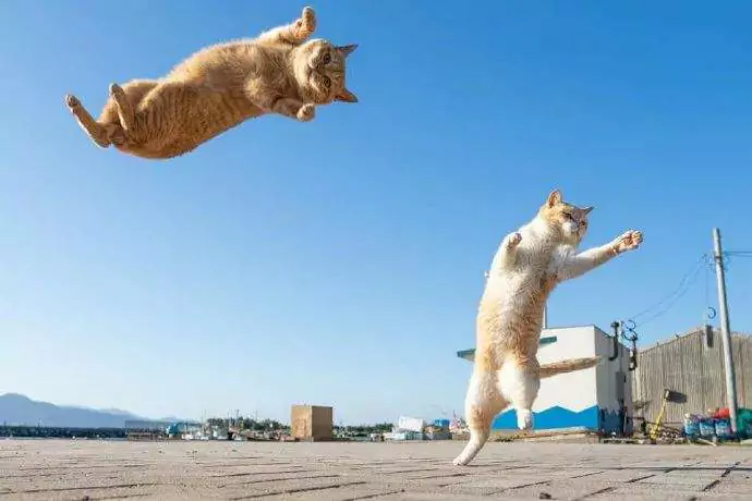 A que altura os gatos podem saltar? Até que ponto os gatos podem pular