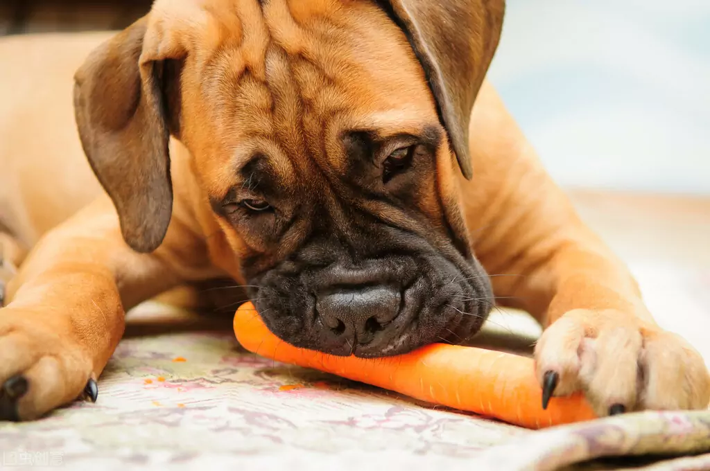 As cenouras são boas para os cães? Quais são os valores nutricionais das cenouras?