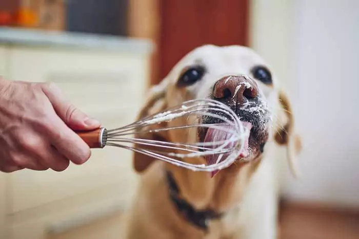Os cães podem comer creme? O creme é ruim para os cães?