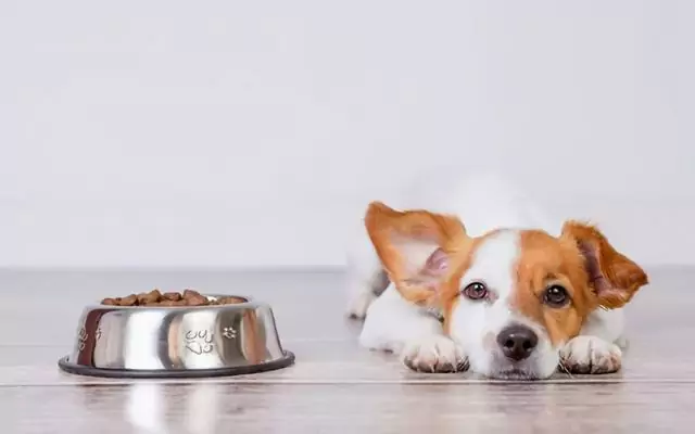 Como alimentar um cão com diarréia? Causas da diarréia em cães