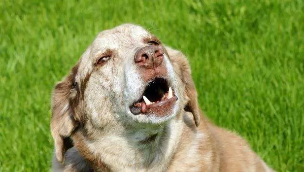 Por que os cães gostam de uivar? Maneiras de reduzir efetivamente o uivar em cães