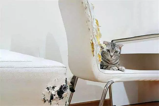 Como evitar que os gatos arranhem os móveis? Como impedir que os gatos arranhem as portas