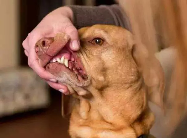 A boca de um cão é mais limpa que a de um humano? A boca de um cão precisa ser limpa regularmente
