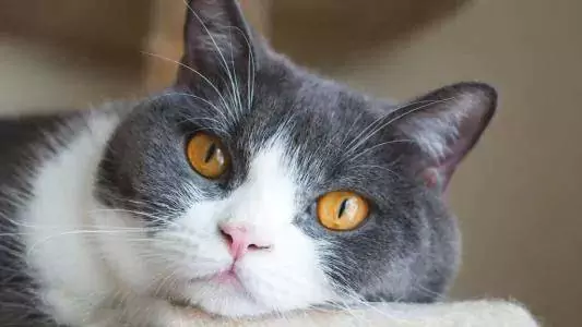 Por que os gatos espirram? Quais são as razões pelas quais os gatos espirram?