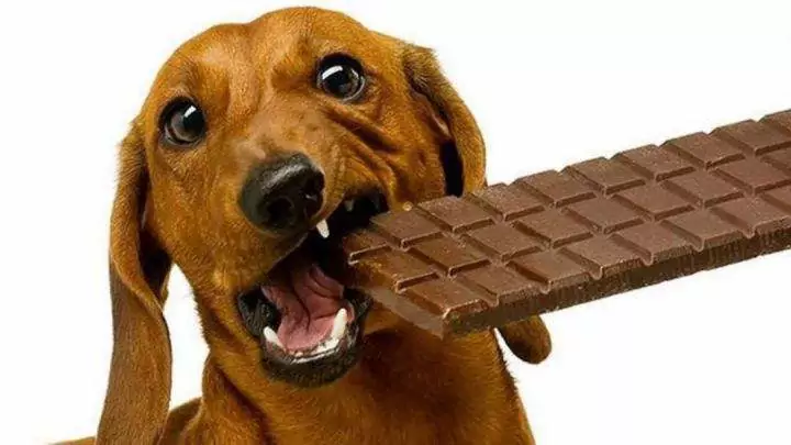 Os cães podem comer chocolate? Quais são os sintomas do envenenamento por chocolate em cães?