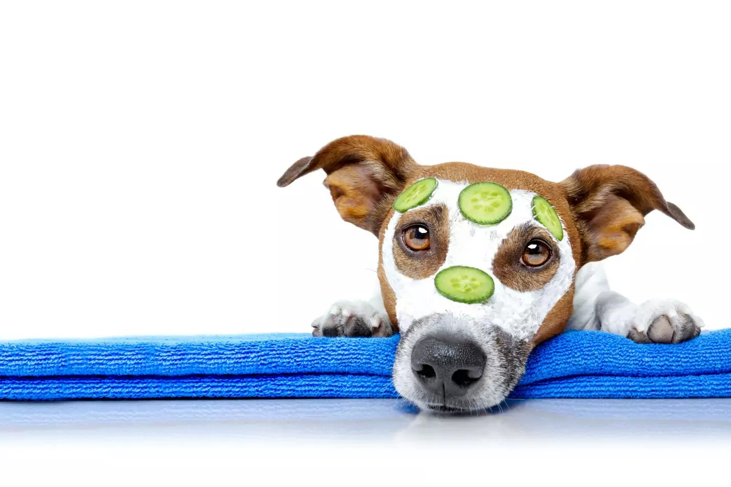 Os cães podem comer pepinos? Quais são os benefícios de dar pepinos aos cães?