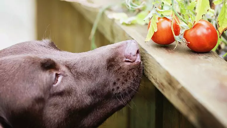 Os cães podem comer tomates? Benefícios e desvantagens dos tomates para cães