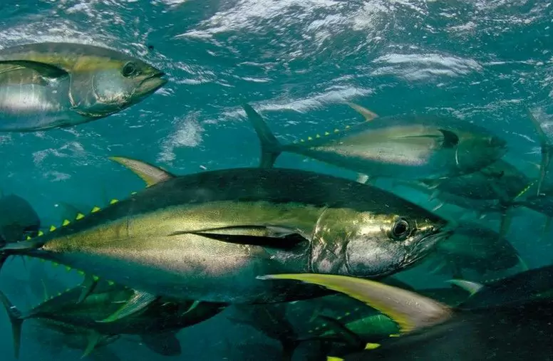 Os cães podem comer atum? Quais são os benefícios nutricionais do atum para cães?