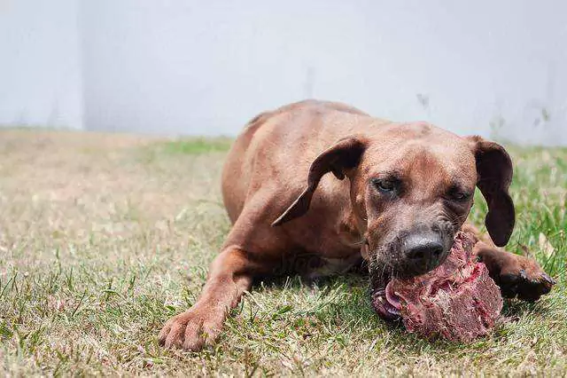 Os cães podem comer carne crua? Os cães se tornam agressivos quando comem carne crua