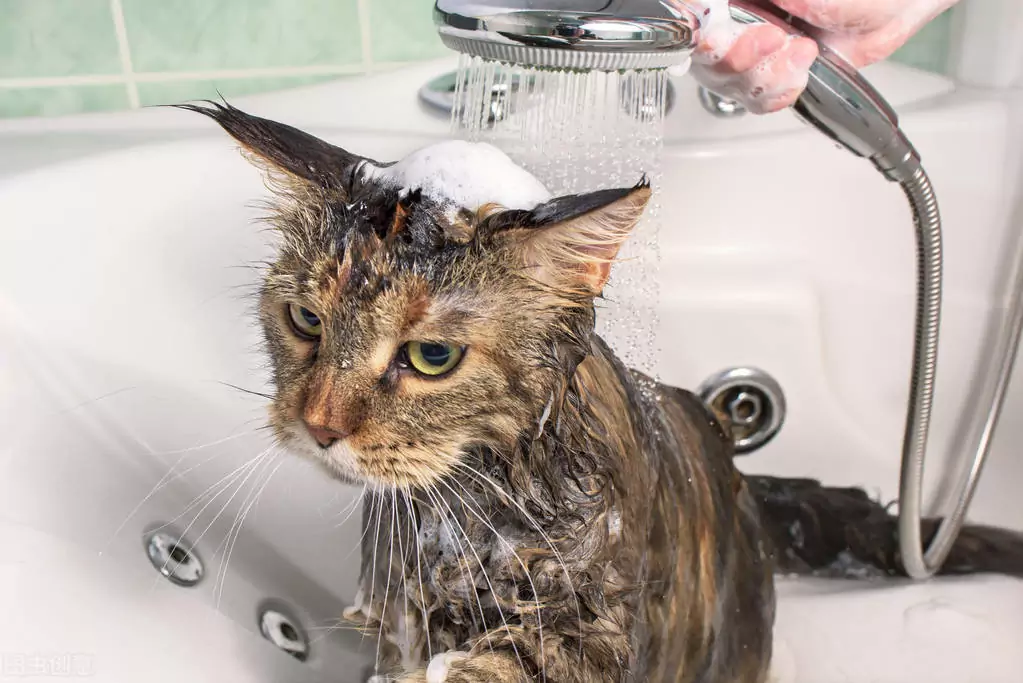 Como se livrar de pulgas em gatos? Como posso saber quando tenho pulgas no meu gato? Como prevenir as pulgas?